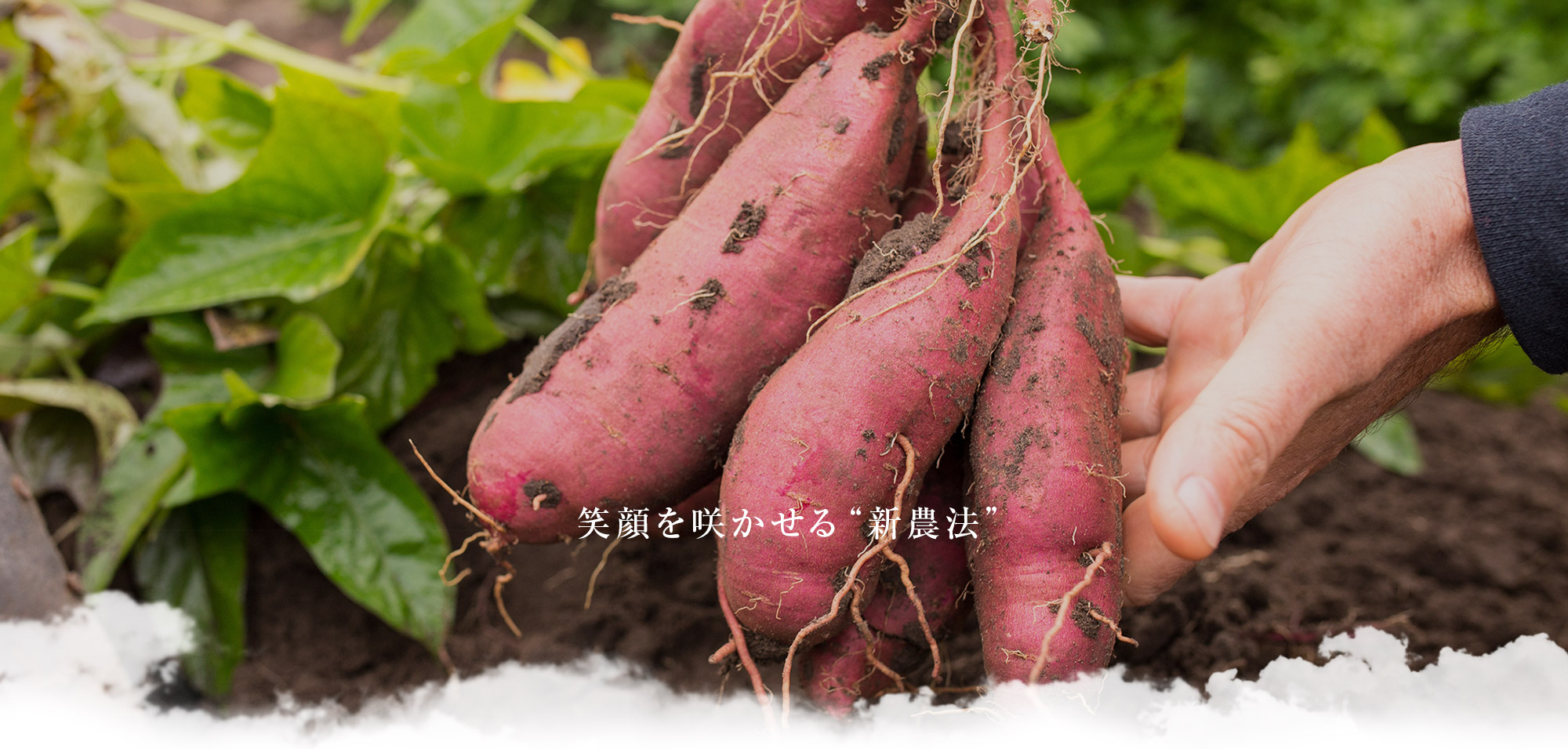 笑顔を咲かせる“新農法”
